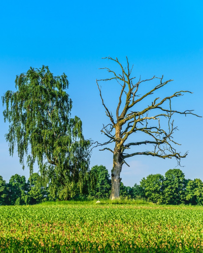 How to Know Whether a Tree is Dead or Alive?