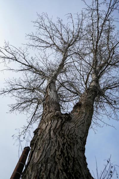 Importance of dead wood removal