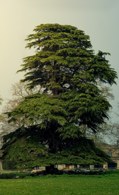 Essential Tree Care Tips for a Healthy Garden