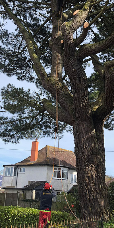 Mark Hooper Tree Surgeons - Tree Treatment, Maintenance, Felling and Repair